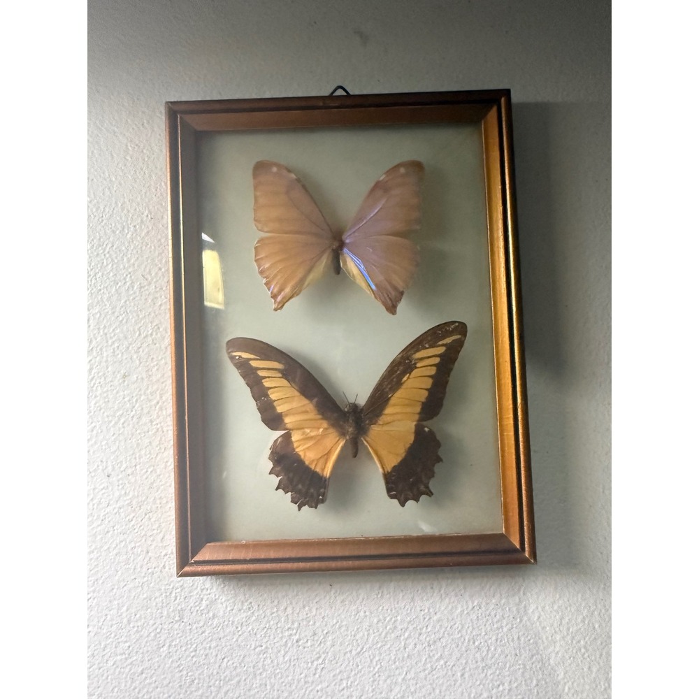 Vintage Real Butterfly Taxidermy Framed Wall Art Entomology Specimen Display